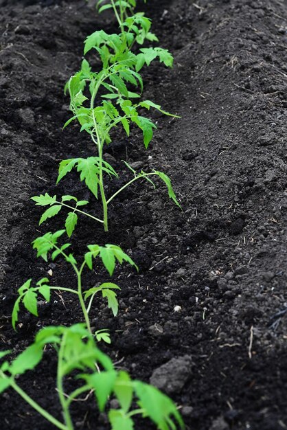 The child takes care of the plant and waters it A kid's hand puts ground under a green tomato Bush to help it grow and protect it The concept of caring for plants and growing organic products