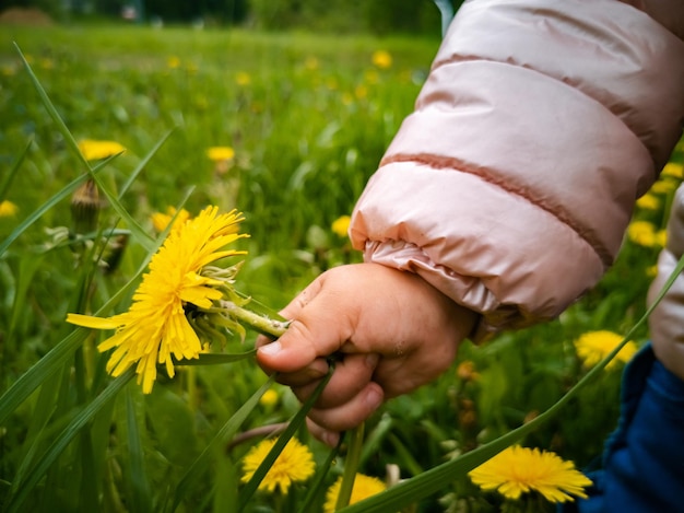 Child tears yellow flowering dandelions in green grass closeup childrens hand collects flowers in a