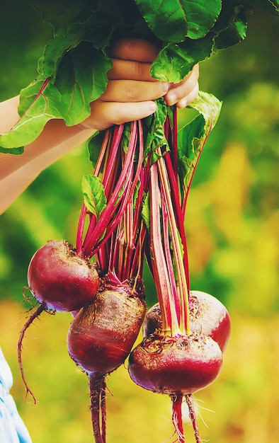 Child and vegetables on the farm. photo.