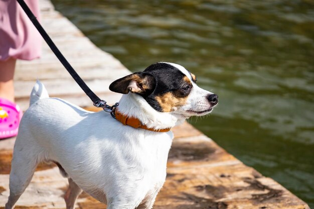 Il bambino porta a spasso un cane sul molo prendendosi cura della sua amata