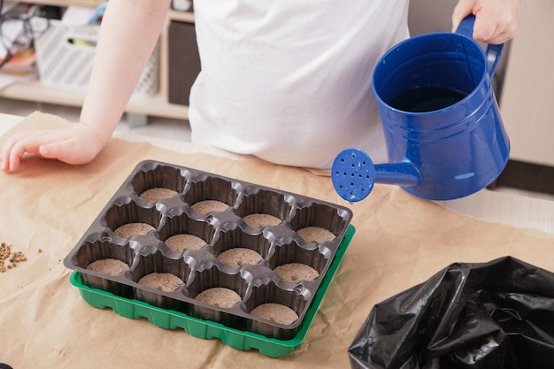 Child watering seedlings, seedling greenhouse and garden tools on the table, spring planting