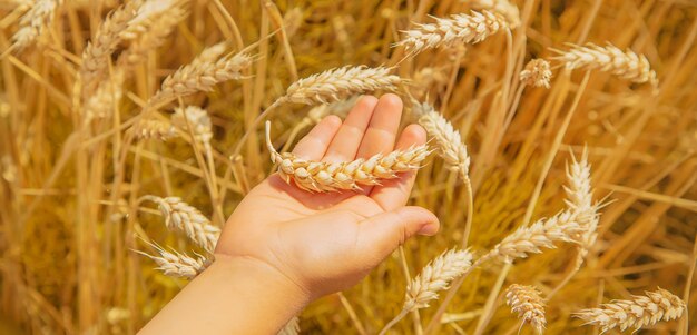 Un bambino in un campo di grano.