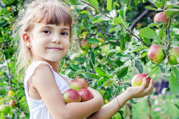 Child with apples in the summer garden. Selective focus.