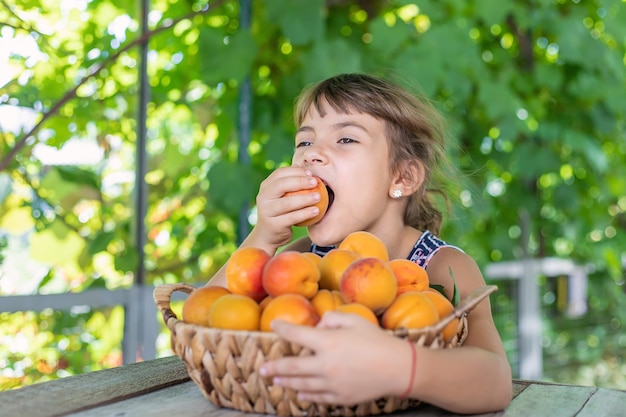 Bambino con la raccolta del giardiniere delle albicocche. messa a fuoco selettiva.