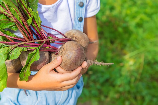 A child with a bunch of beets in the garden. Selective focus.