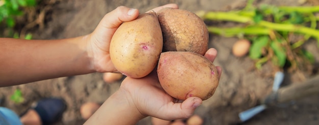 A child with a bunch of potatoes in the garden