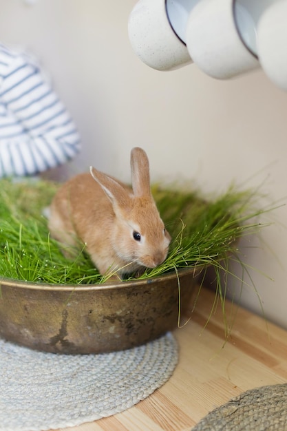 Child with bunny and Easter decor