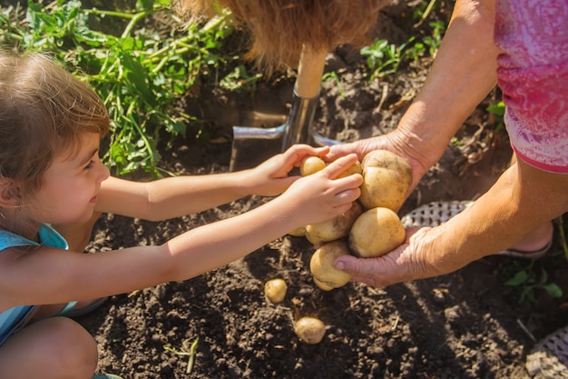 A child with a grandmother collect a potato crop. 