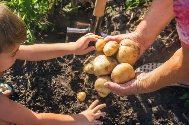 Photo a child with a grandmother collect a potato crop.