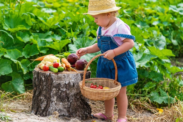 Un bambino con un raccolto di verdure in giardino messa a fuoco selettiva