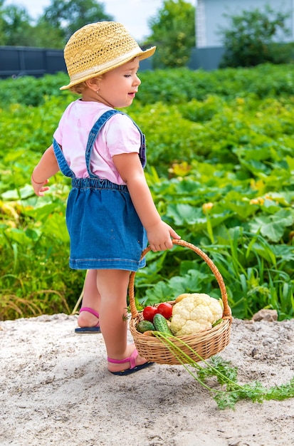 A child with a harvest of vegetables in the garden Selective focus