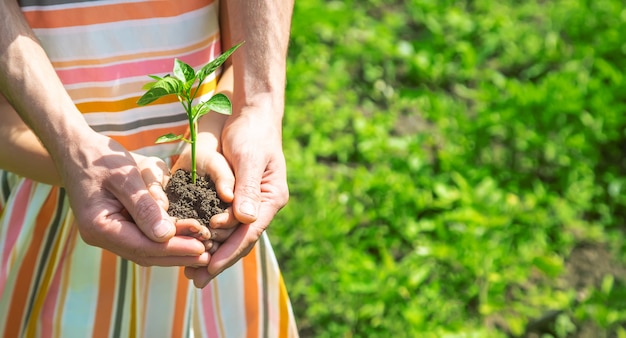 A child with his father plant a nursery garden. 