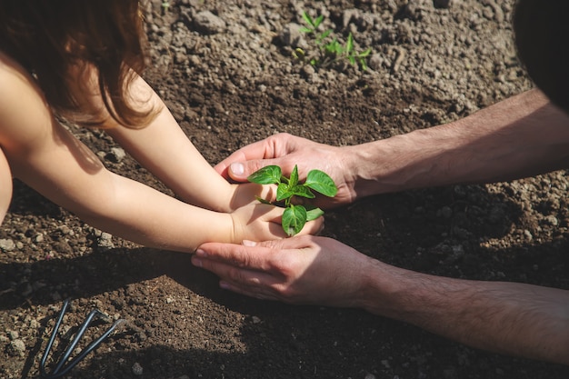 A child with his father plant a nursery garden. 