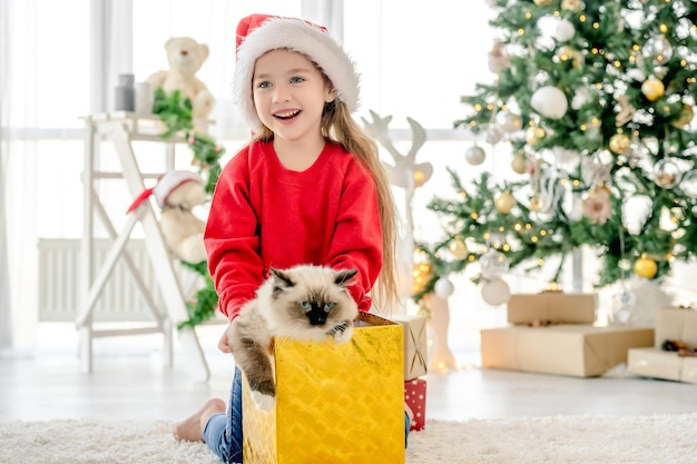 Child with ragdoll cat in Christmas time