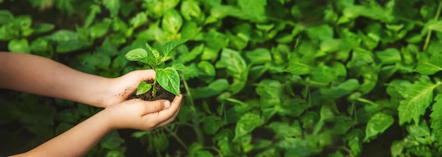 A child with seedlings in his hands in the garden Selective focus