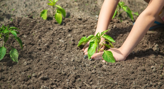 A child with seedlings in his hands in the garden.