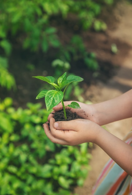 A child with seedlings in his hands in the garden.