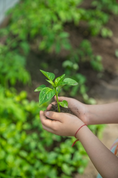 A child with seedlings in his hands in the garden.