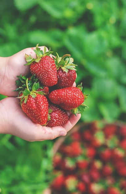 A child with strawberries in the hands