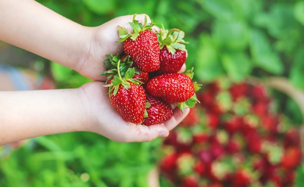 A child with strawberries in the hands