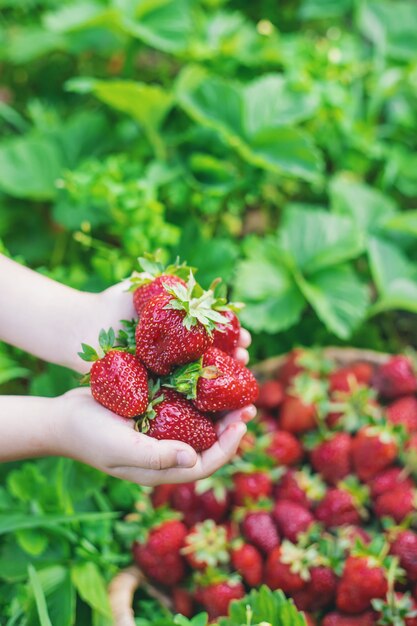 A child with strawberries in the hands