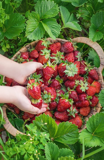 A child with strawberries in the hands