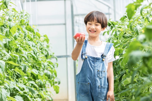 Bambino con un pomodoro che cammina in una serra