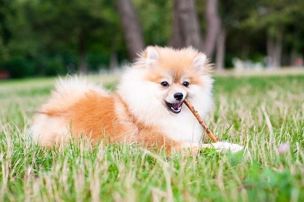 Photo the children are playing with the dog in the meadow spitz place for text