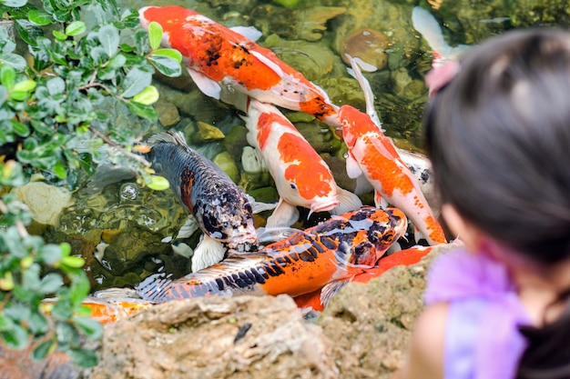 子供たちは池の水面近くで鯉魚を見ています