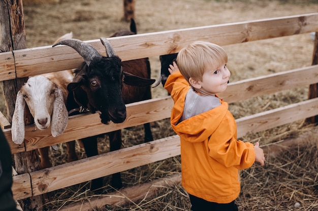 Children feed the goats on the farm