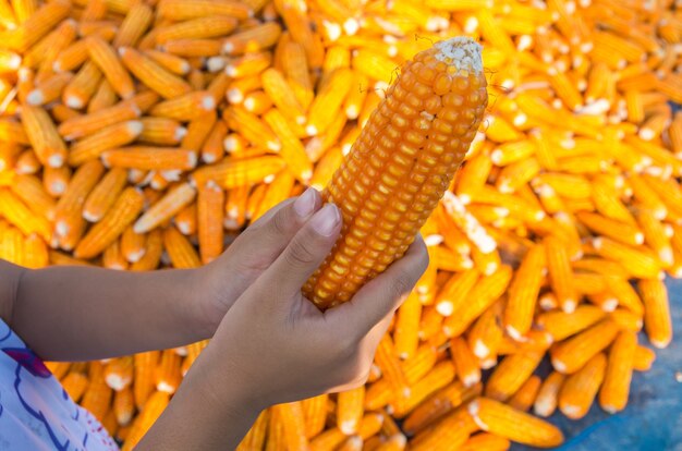 Children hand holding corn over the stack of corn after harvested