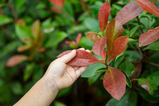 Children hand holds red leaf outdoor