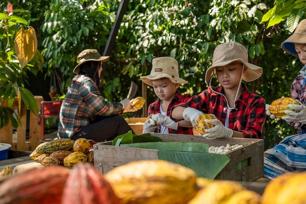 I bambini hanno aiutato a disimballare i baccelli di cacao, il baccello di cacao fresco tagliato esponendo i semi di cacao,