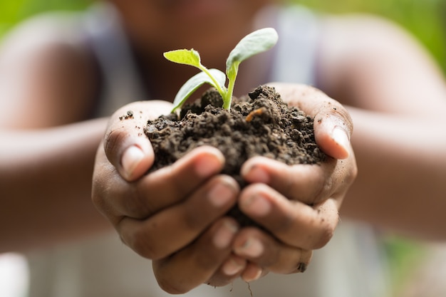 Children holding young seedling plant in hands on plant