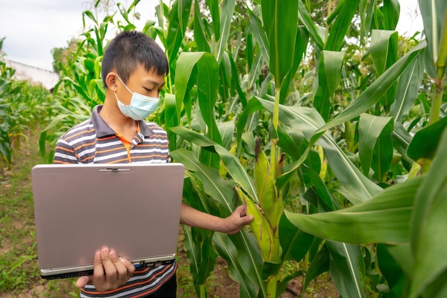 Children learning and working in corn or maize organic farm in countryside