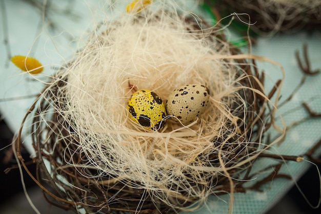 写真 子供たちは鳥の巣を作る鳥の巣