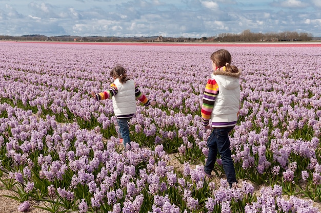 Children playing on beautiful hyacinth field in Netherlands. Little girls having fun in colorful spring flowers. Spring vacation