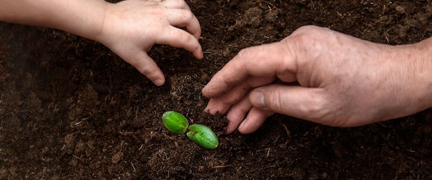 Children's and adult hands plant a young seedling in the ground Top view