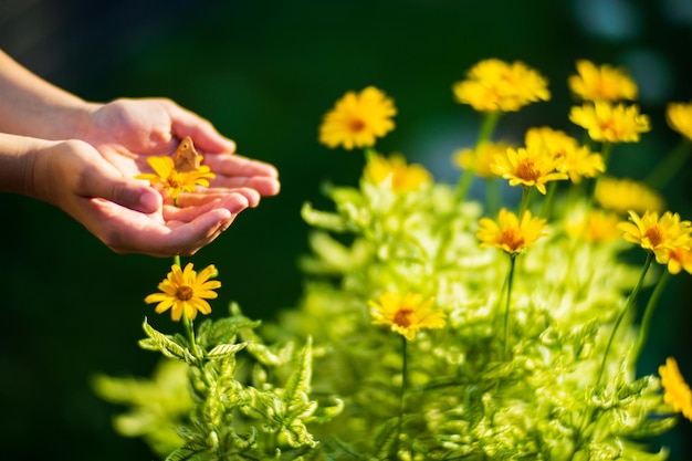 Детская рука заботится о бабочке на цветке в саду Экология концепция спасения мира и любви к природе человеком