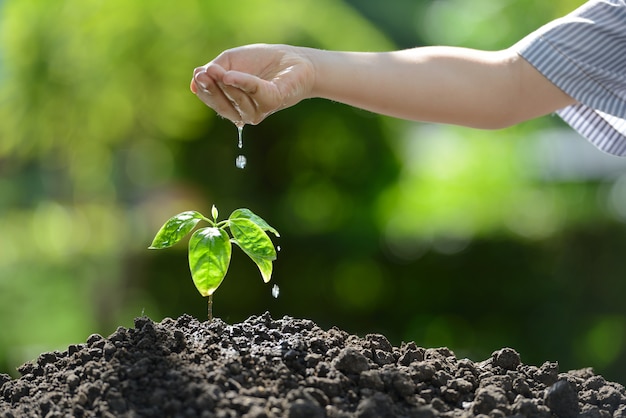 若い植物に水をまく子供の手