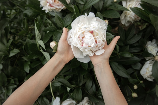 Children's hands are holding a peony flower growing on a bush.