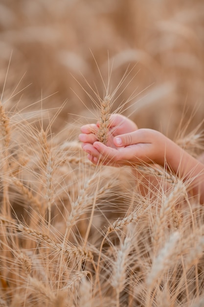 Children's hands hold the ears of wheat in a field in the summer