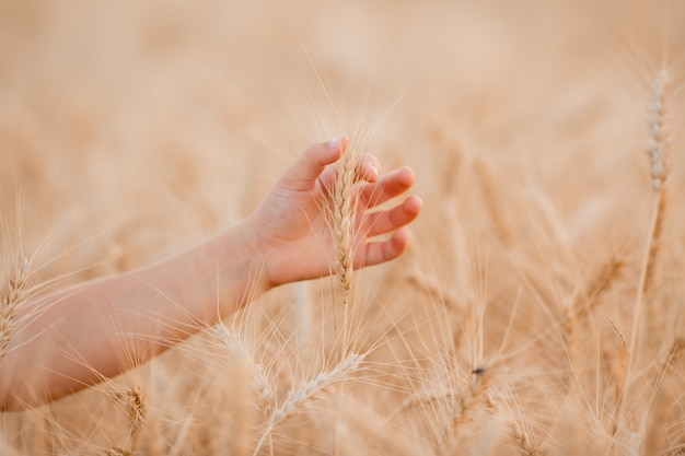 Children's hands hold the ears of wheat in a field in the summer