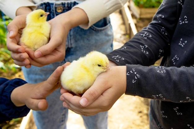 Children's hands hold a small chicken