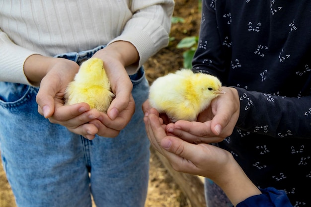 子供の手は小さな鶏を持っています