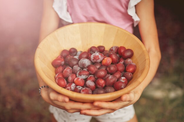 Children's hands holding a wooden bowl with ripe plums. 