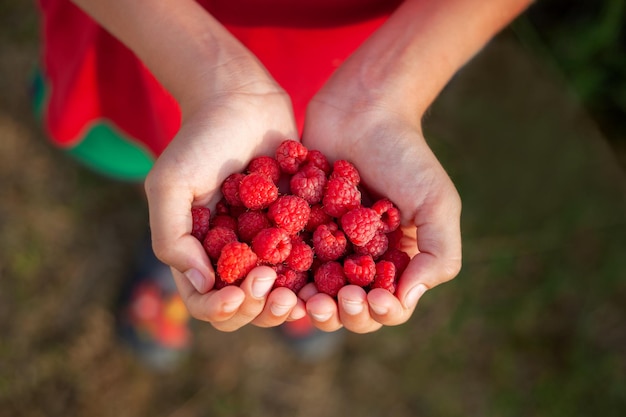 Детские руки держат горсть свежей малины, готовой к употреблению в летний день. Здоровое питание.
