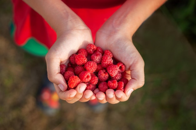 Children's hands holds a handful of fresh raspberries ready to eat on a summer day. Healthy eating.