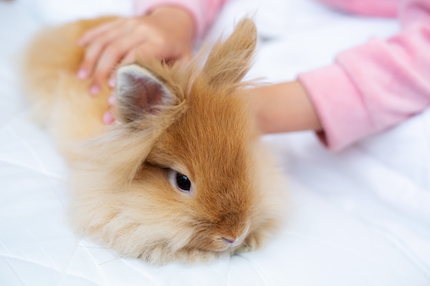 Children's hands stroking a red rabbit