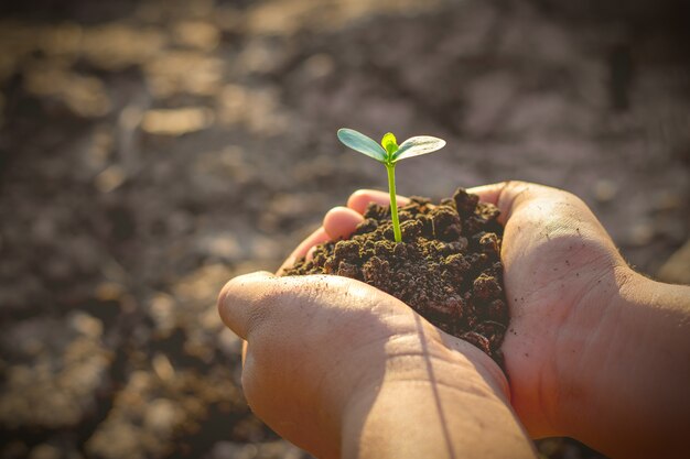 Children's right hand was holding seedling.